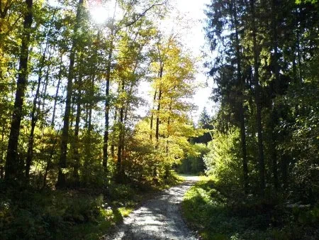 Mountainbike-Touren im Windecker Ländchen mit Erholung im Ferienhaus Stift Ennenbach 3